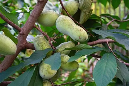 Matagumpay na pinipino ang mga Indian na saging: mga tip at trick