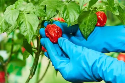 Cosecha de Habaneros con éxito: Instrucciones e ideas de uso