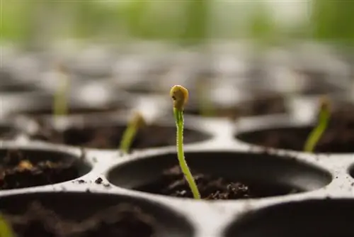 plant habanero