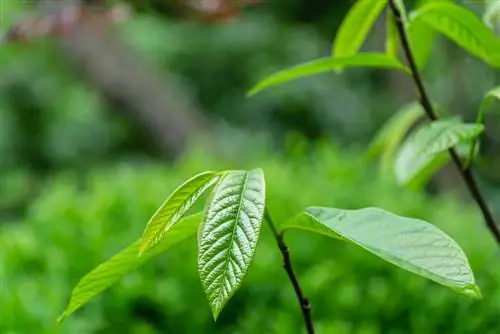 pokok pisang india