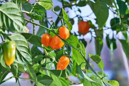 Habanero en pleine croissance