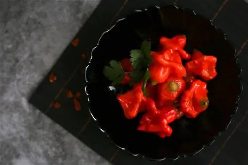 bảo quản habanero