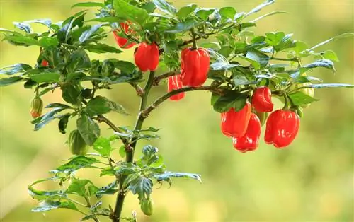 Habanero-plantenverzorging