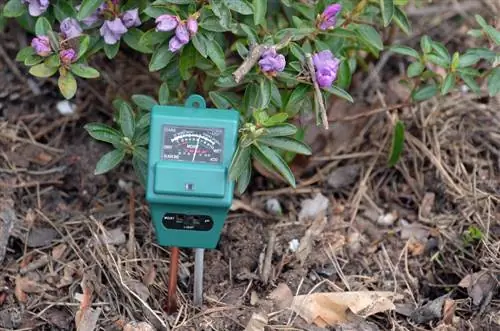 Rendere acido il terreno del giardino: ecco come funziona senza torba