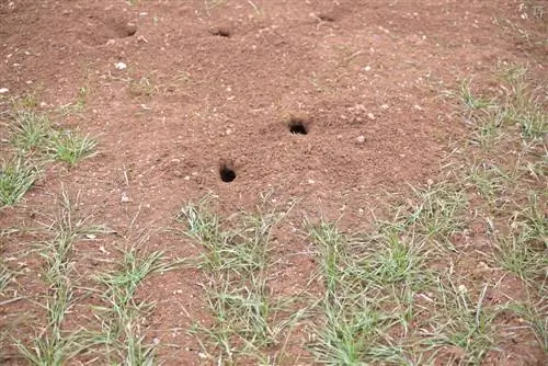 Forats a la terra del jardí: quin animal hi ha darrere?