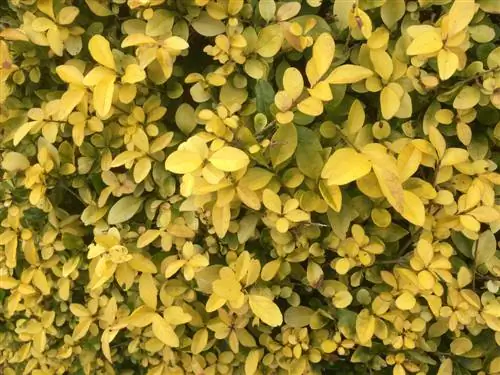 golden privet cutting