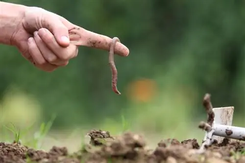 worms-in-the-garden-soil