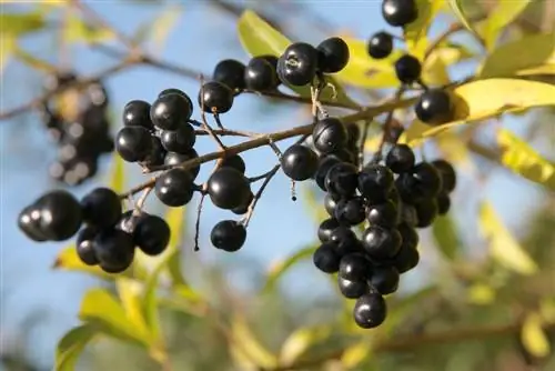 zlatni ligustrum otrovan