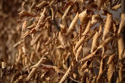 Le foglie del ligustro dorato diventano marroni: cosa fare e perché?