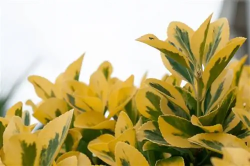 Multiply golden privet: simple methods & helpful tips