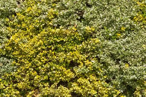 golden privet hedge