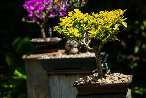 Ligustro dorado como árbol estándar: diseño atractivo en el jardín