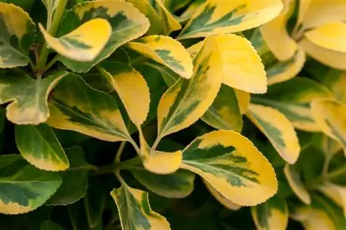 golden privet diseases