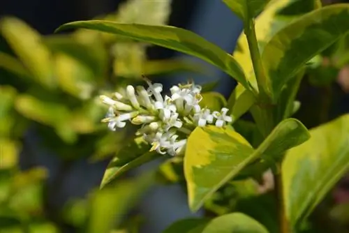 Cura del ligustro dorato: come garantire una crescita sana