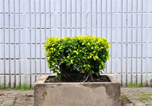 Plant golden privet solitary: create space for development