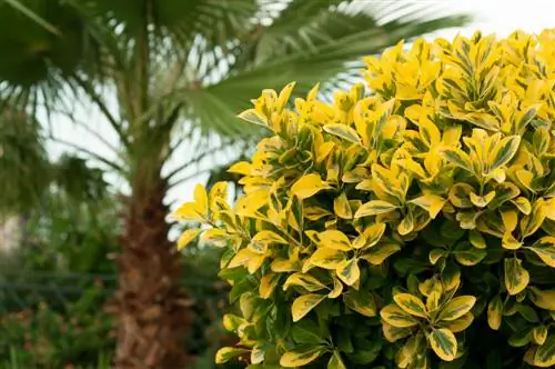 zlatni ligustrum rasta