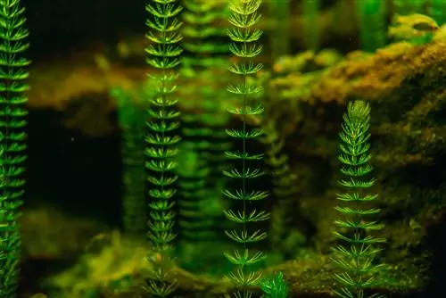 শৈবাল বিরুদ্ধে Hornwort