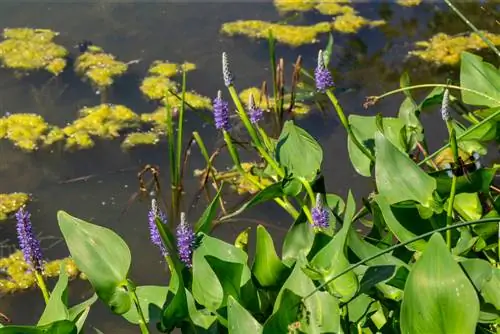 pikeweed-against-algae