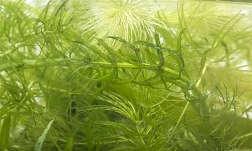 algas acuáticas hornwort