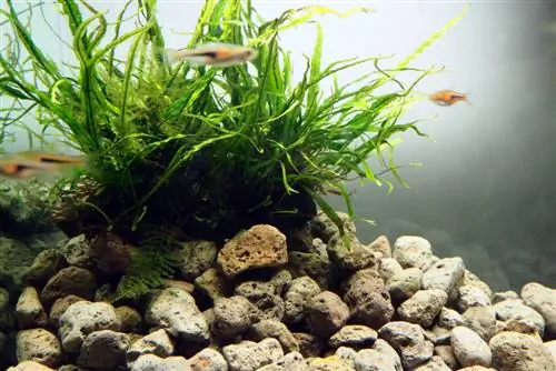 java fern əkmək