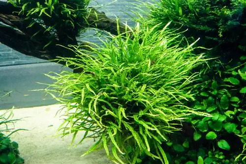 java fern propagation