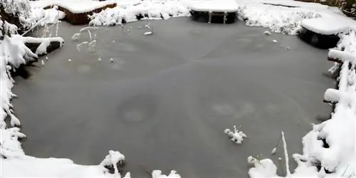 Lucio que pasa el invierno: así se protege de los daños causados por las heladas