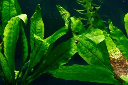 java fern turns brown