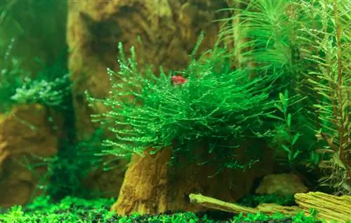 Secure Java moss securely and permanently in the aquarium