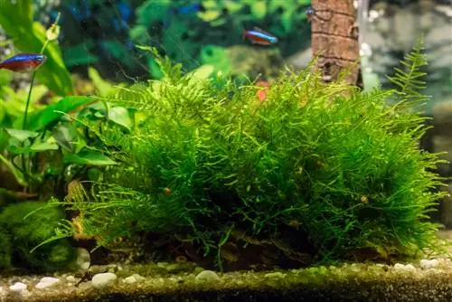 Java moss dalam akuarium: mudah dijaga dan penampilan yang menarik