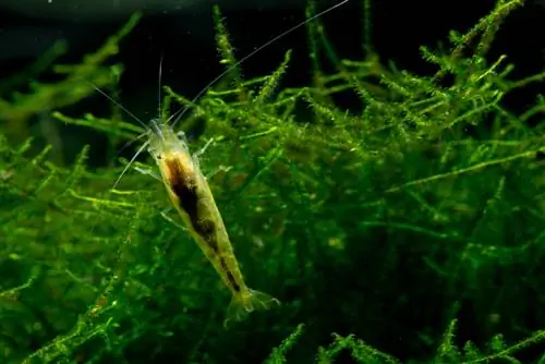 การตัด Java moss: เมื่อใด อย่างไร และเพราะเหตุใดจึงจำเป็น