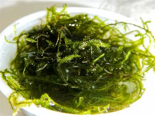 เผยแพร่ Java moss: วิธีการและเคล็ดลับที่มีประสิทธิภาพ