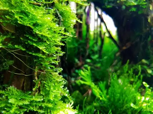 java moss temperatur