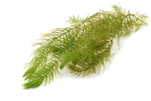 hornwort ማባዛት