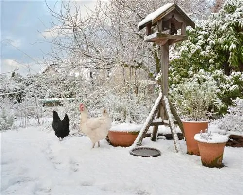 Japanse mirte winterhard