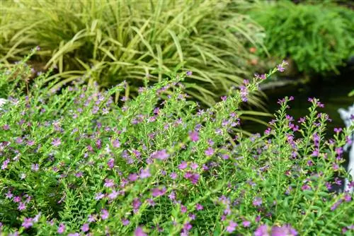 Prendre soin du myrte japonais : conseils pour les plantes en pot et à massif