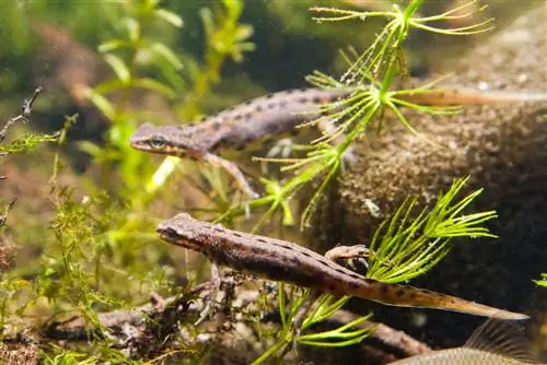 Το Hornwort δεν μεγαλώνει