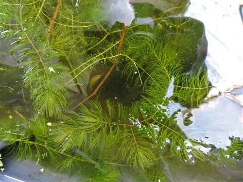 planting hornwort