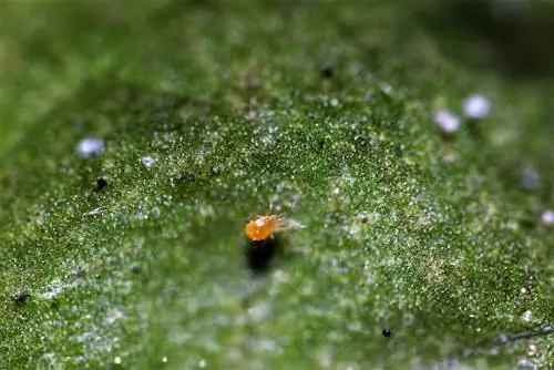 Gebruik van roofmyte: wenke vir die tuin en vensterbank