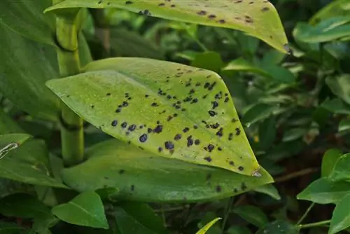 রুসস্টৌ