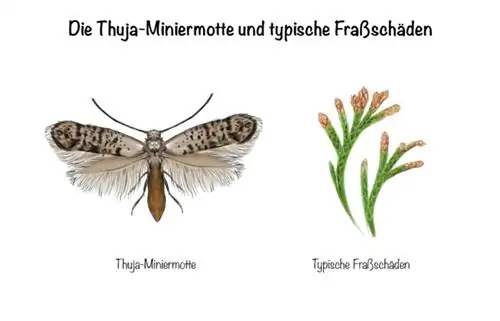 Leafminer: Το Thuja leafminer και τυπική ζημιά στη διατροφή