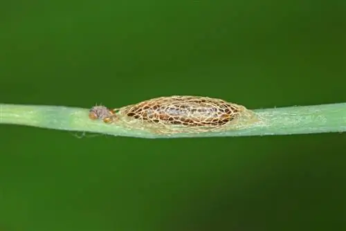 minador de hojas