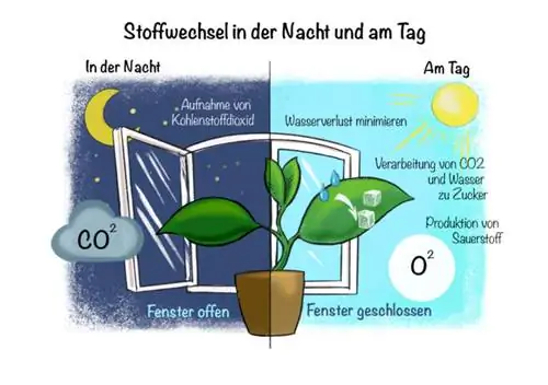 Nroj tsuag hauv chav pw: metabolism thaum hmo ntuj thiab nruab hnub