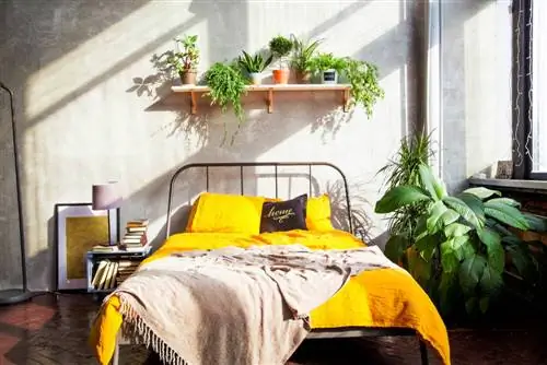 Houseplants for the bedroom: sleep he althier