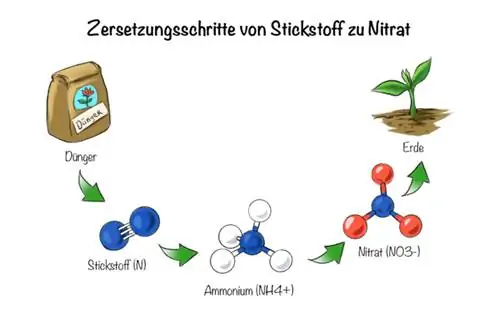 Organiese bemesting: ontbindingstappe van stikstof na nitraat