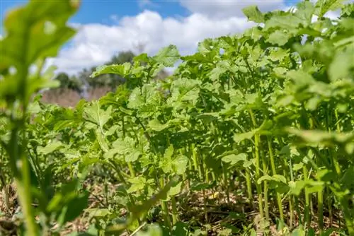 îngrășământ organic