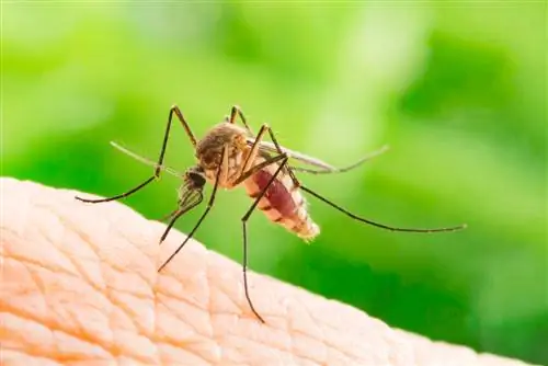 Repel mosquitoes: effective home remedies and tips