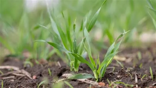 Growing your own grain: This is how you succeed