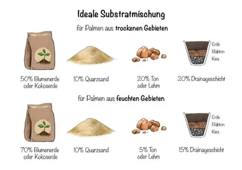 Zemlja za palme: Idealna mješavina supstrata za suha i vlažna područja