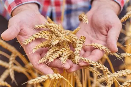 cuando-se-cosecha-el-grano