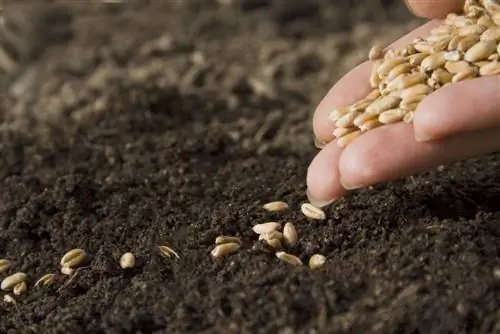 Sowing grain: Successful sowing in just a few steps